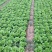 意大利生菜大量上市质量好价格低