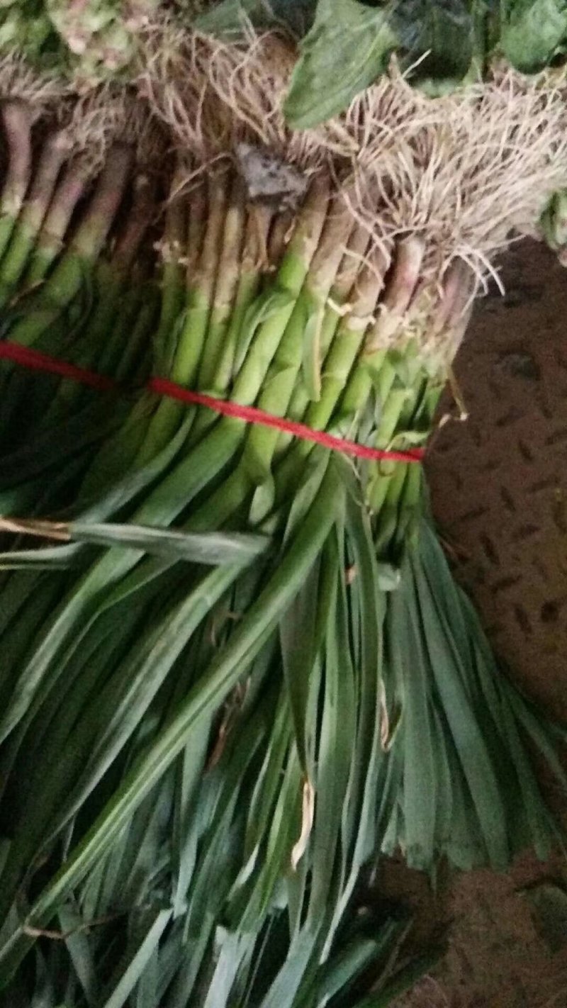意大利生菜大量上市质量好价格低
