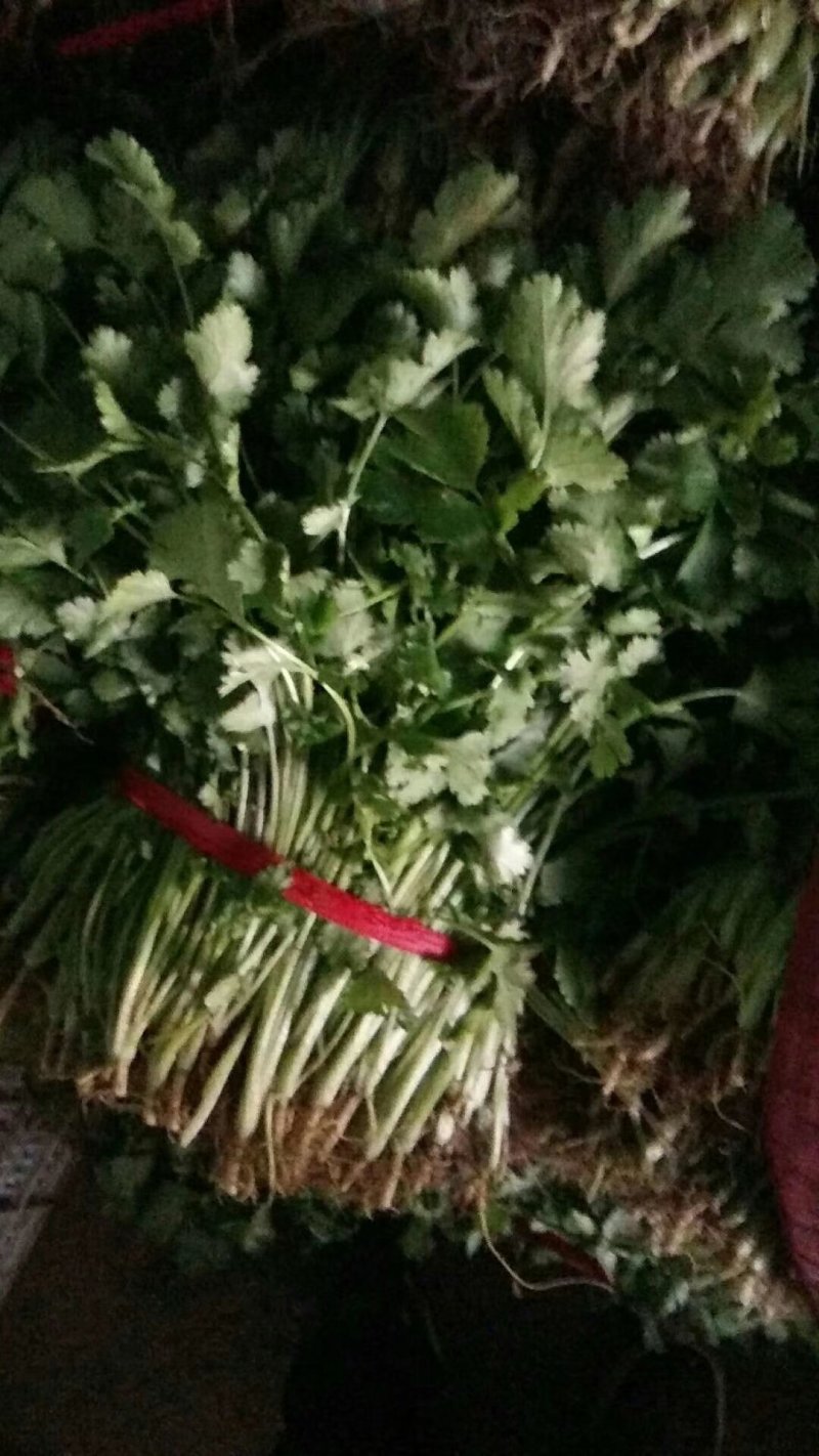 意大利生菜大量上市质量好价格低