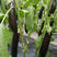 茄子苗嫁接765117大龙长茄苗圆茄苗子紫萼绿萼