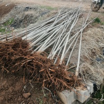 千亩107杨树苗种植基地包成活根系大产地直供直发全国各地