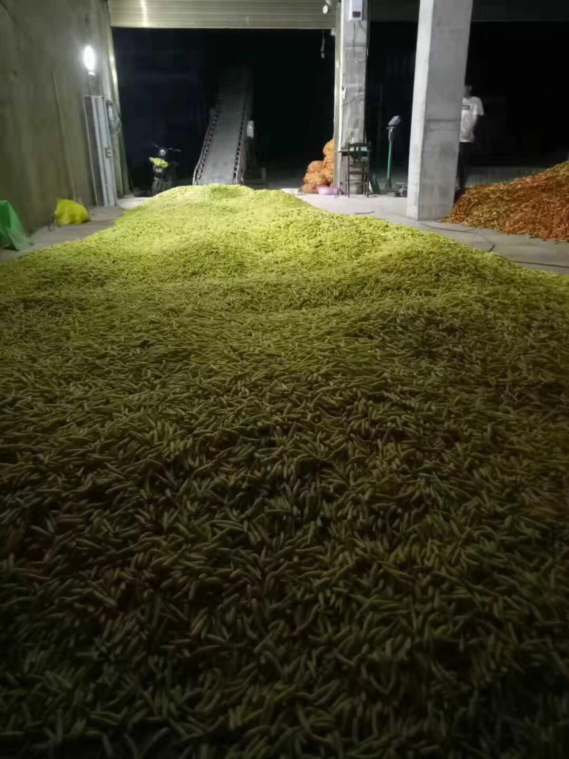泡椒，红泡椒，产地直销欢迎采购