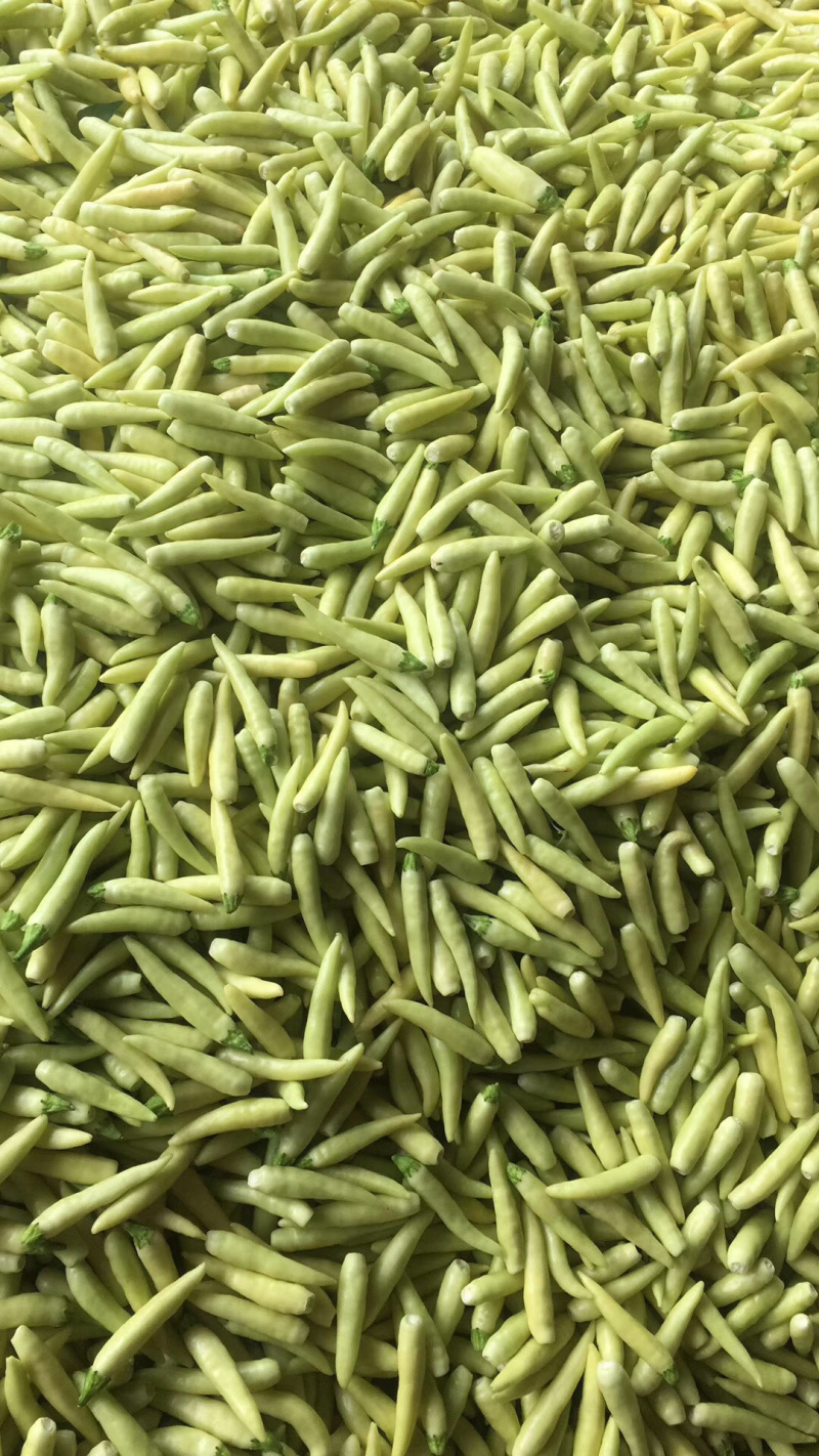 泡椒，红泡椒，产地直销欢迎采购