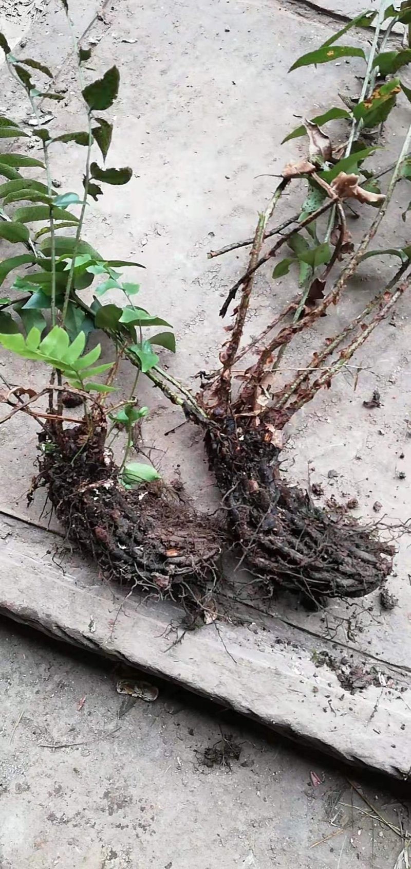 云南野生尖耳贯众品质保证，价格便宜，有需要的老板请多关照