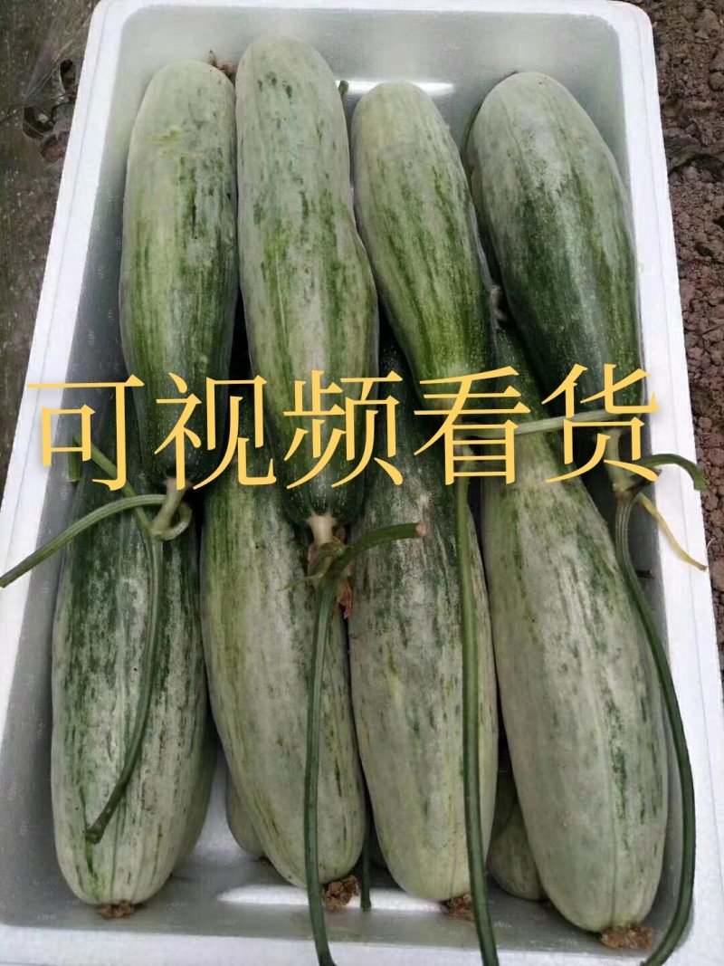 山东羊角蜜甜瓜代收团队实力供货专业对接电商平台