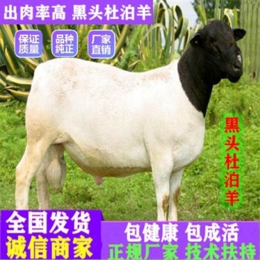 杜泊绵羊价格杂交羊肉羊养殖场厂家直销杜泊羊种羊运输
