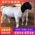 杜泊绵羊价格杂交羊肉羊养殖场厂家直销杜泊羊种羊运输