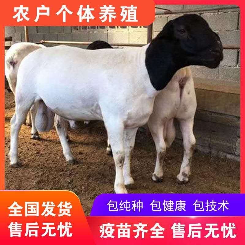 杜泊绵羊价格杂交羊肉羊养殖场厂家直销杜泊羊种羊运输