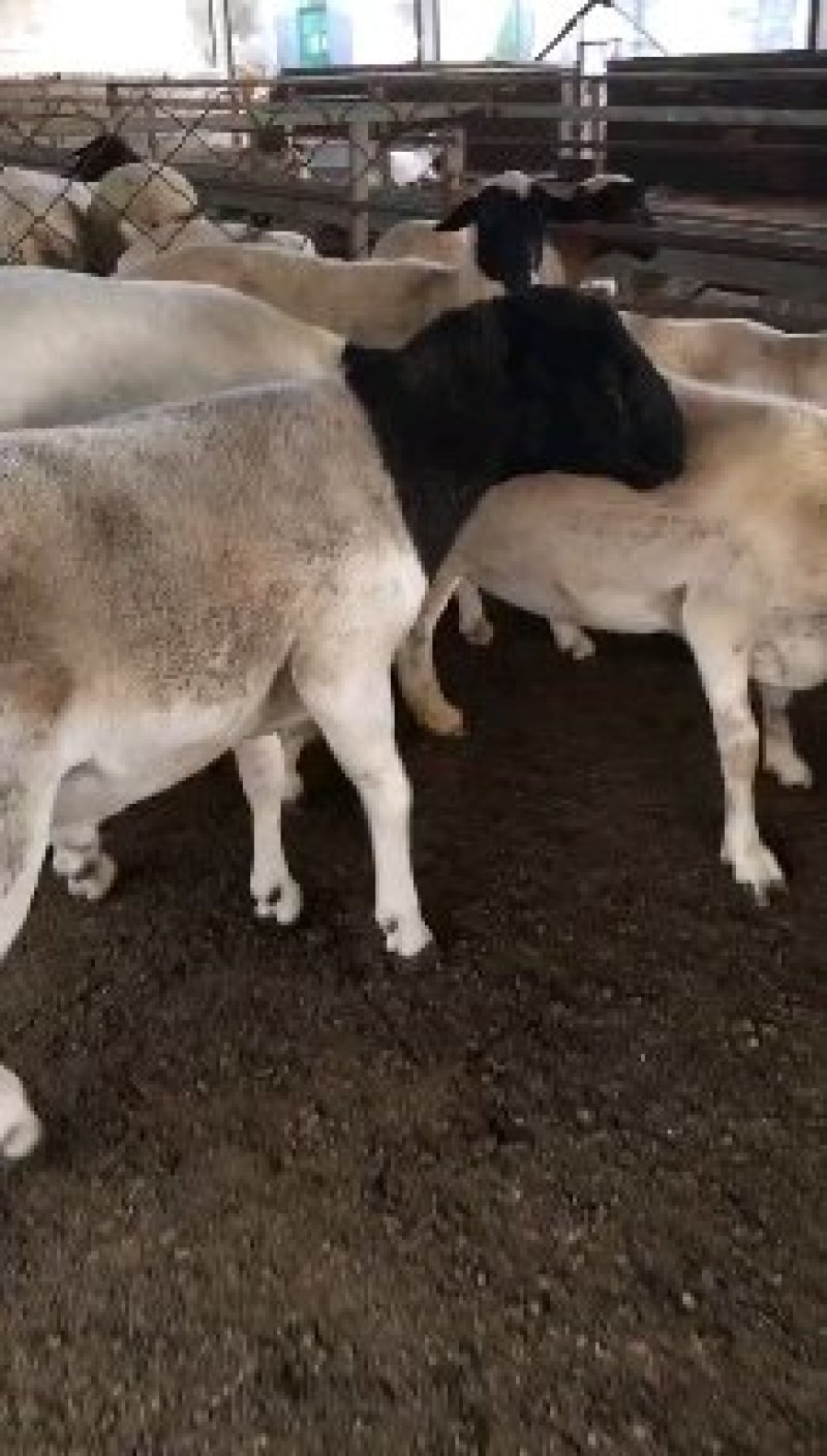 杜泊绵羊价格杂交羊肉羊养殖场厂家直销杜泊羊种羊运输