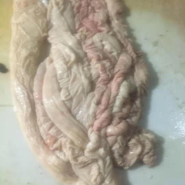 母猪大肠