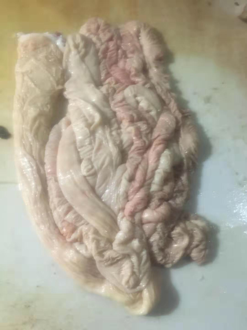 母猪大肠
