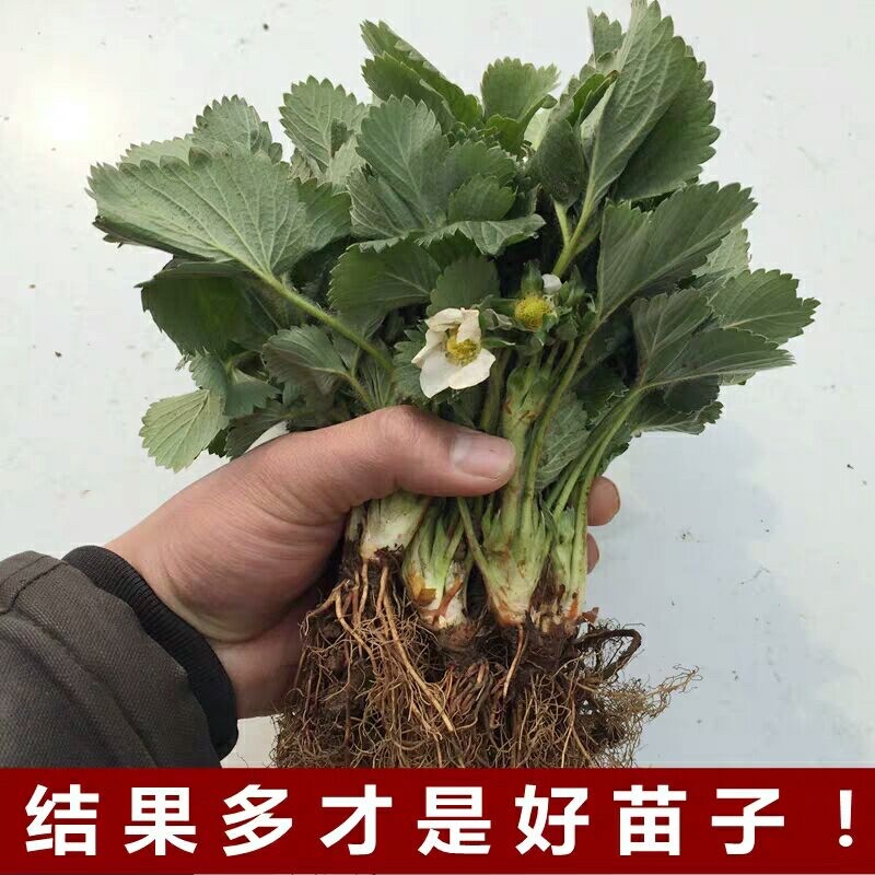 甜宝草莓苗保证品种全程技术服务