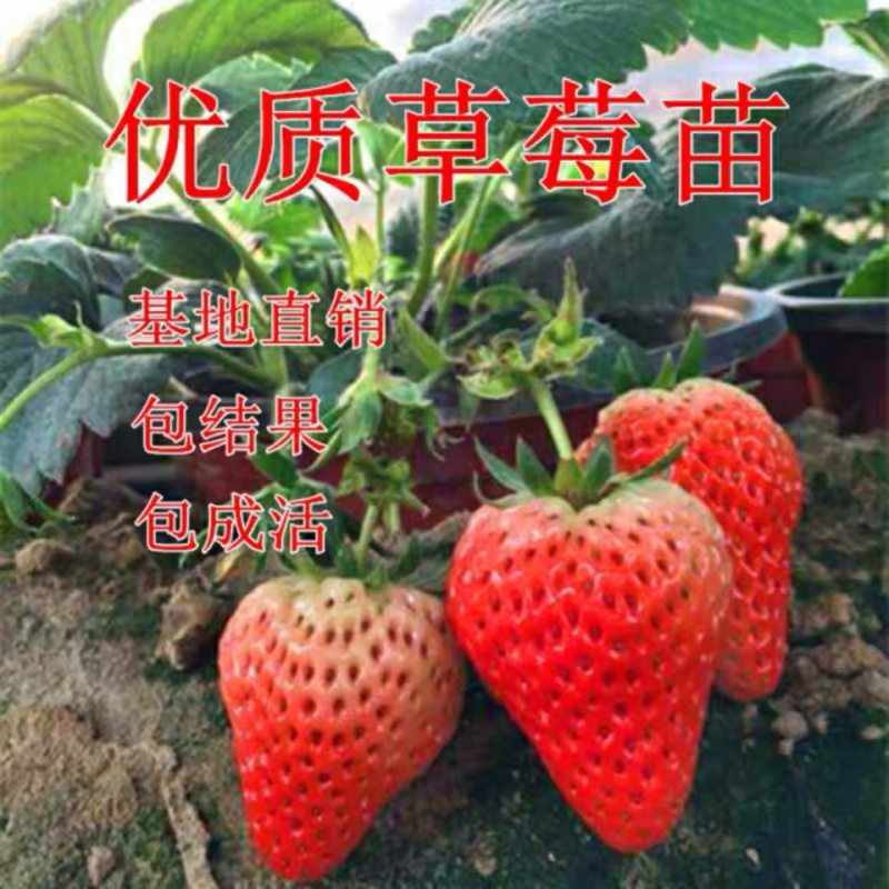 甜宝草莓苗保证品种全程技术服务