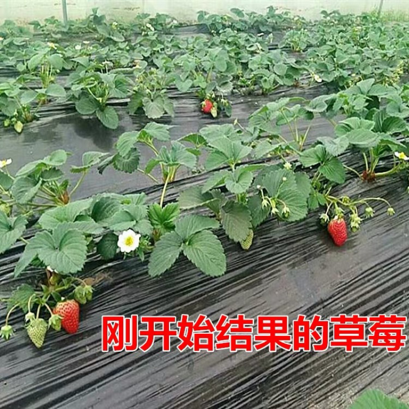 甜宝草莓苗保证品种全程技术服务