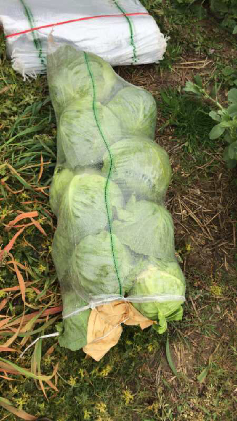 湖北旺旺甘蓝1—2斤产地直销专业服务量大从优质优价廉