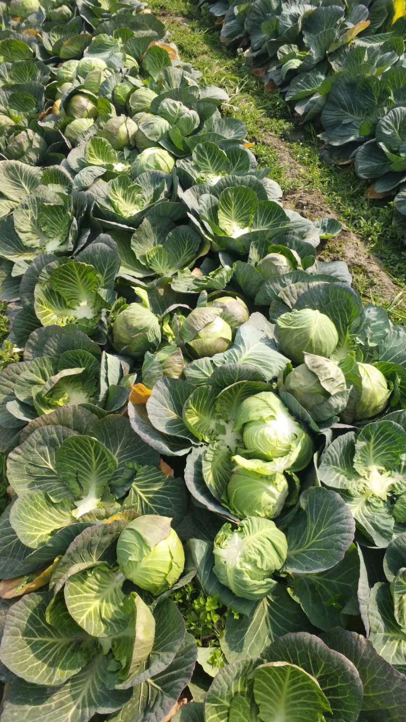 湖北旺旺甘蓝1—2斤产地直销专业服务量大从优质优价廉