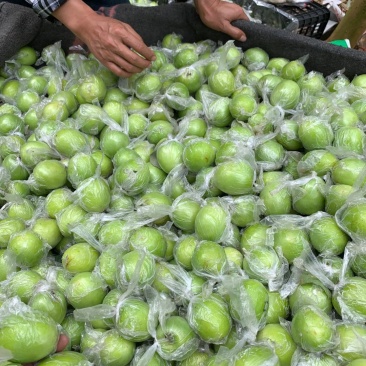 牛奶枣，100万斤等你来拿