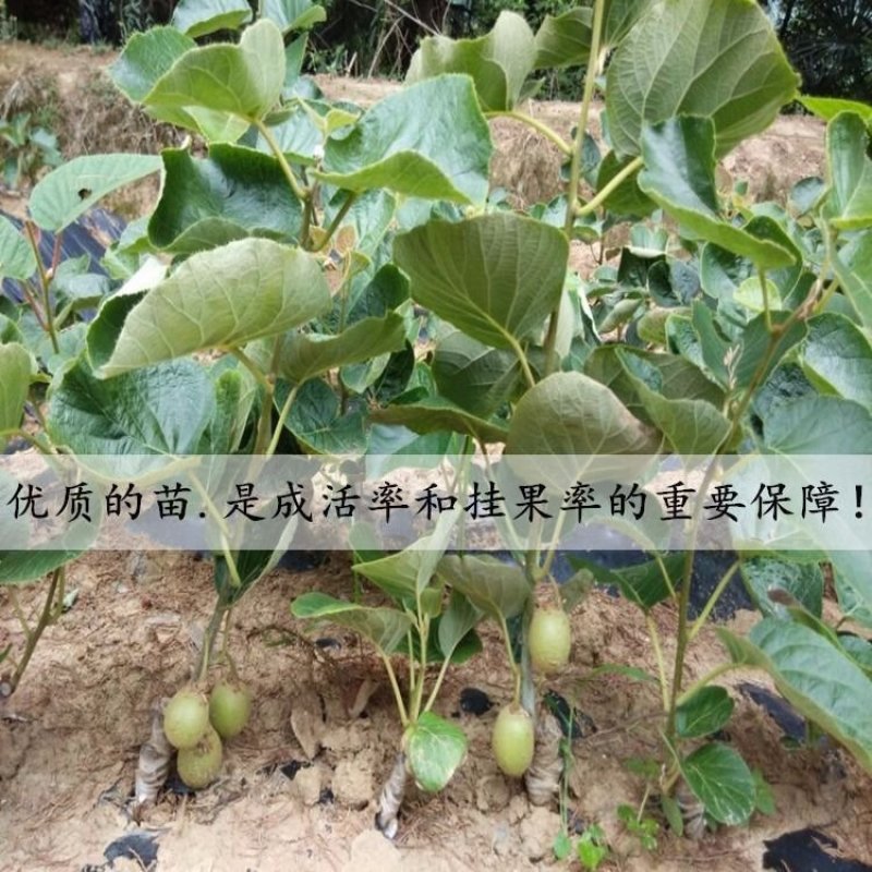 现挖猕猴桃苗，根系发达！