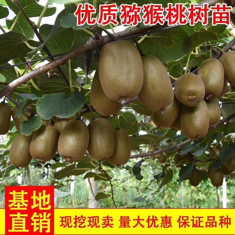现挖猕猴桃苗，根系发达！