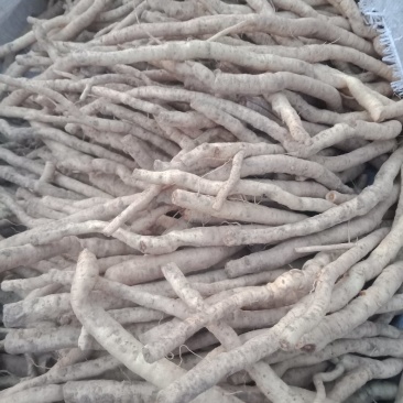 收鲜防风100吨