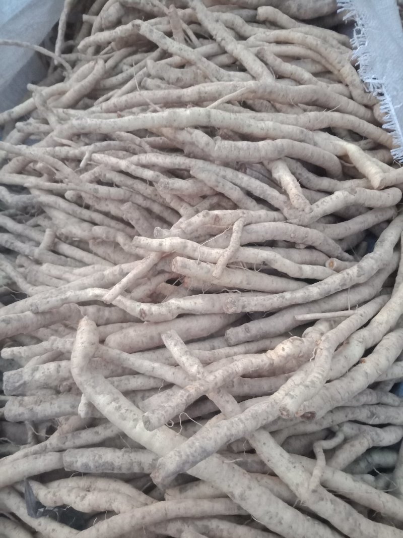 收鲜防风100吨