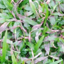 长期供应大叶油草皮，马尼拉草皮
