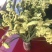 干鲜花勿忘我满天星情人草！产地一手货源
