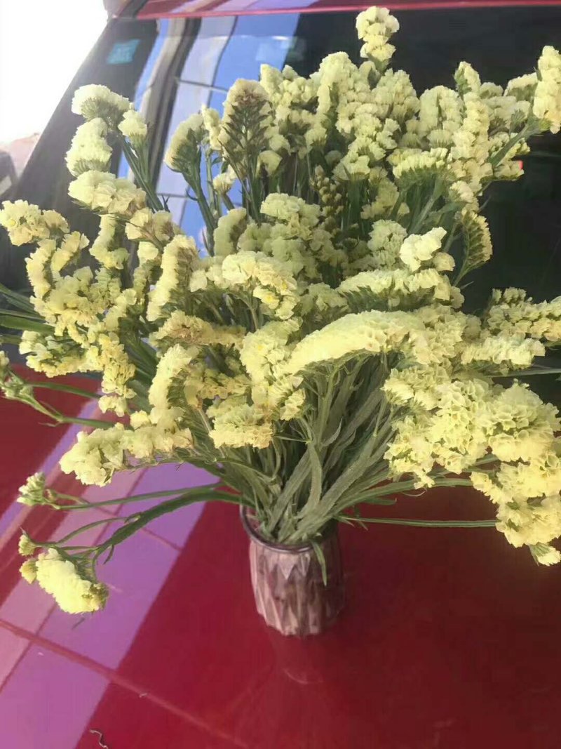 干鲜花勿忘我满天星情人草！产地一手货源