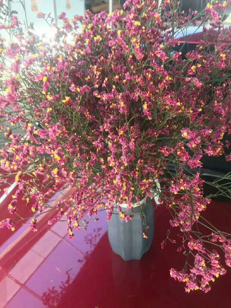 干鲜花勿忘我满天星情人草！产地一手货源