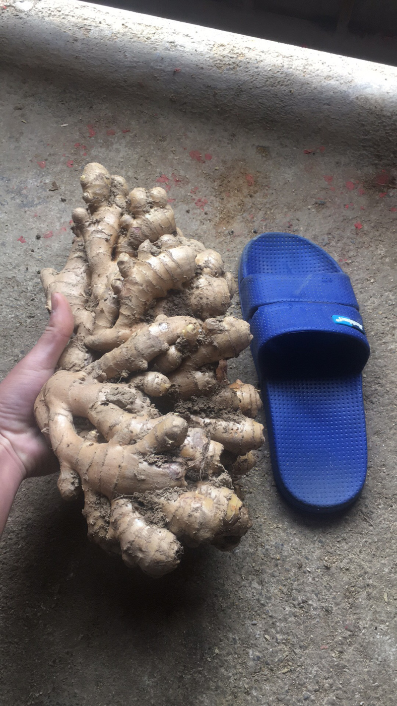 新鲜上市本地地窖思茅姜