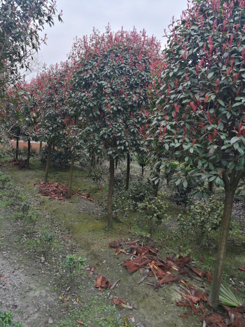 红叶石楠苗木批发