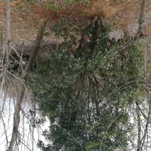 杨梅树各种规格