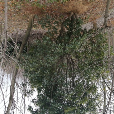 杨梅树各种规格