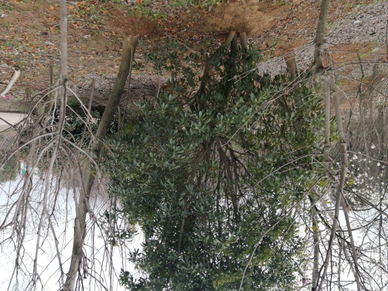 杨梅树各种规格