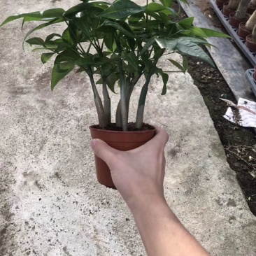 110六福发财树8元，一箱24盆