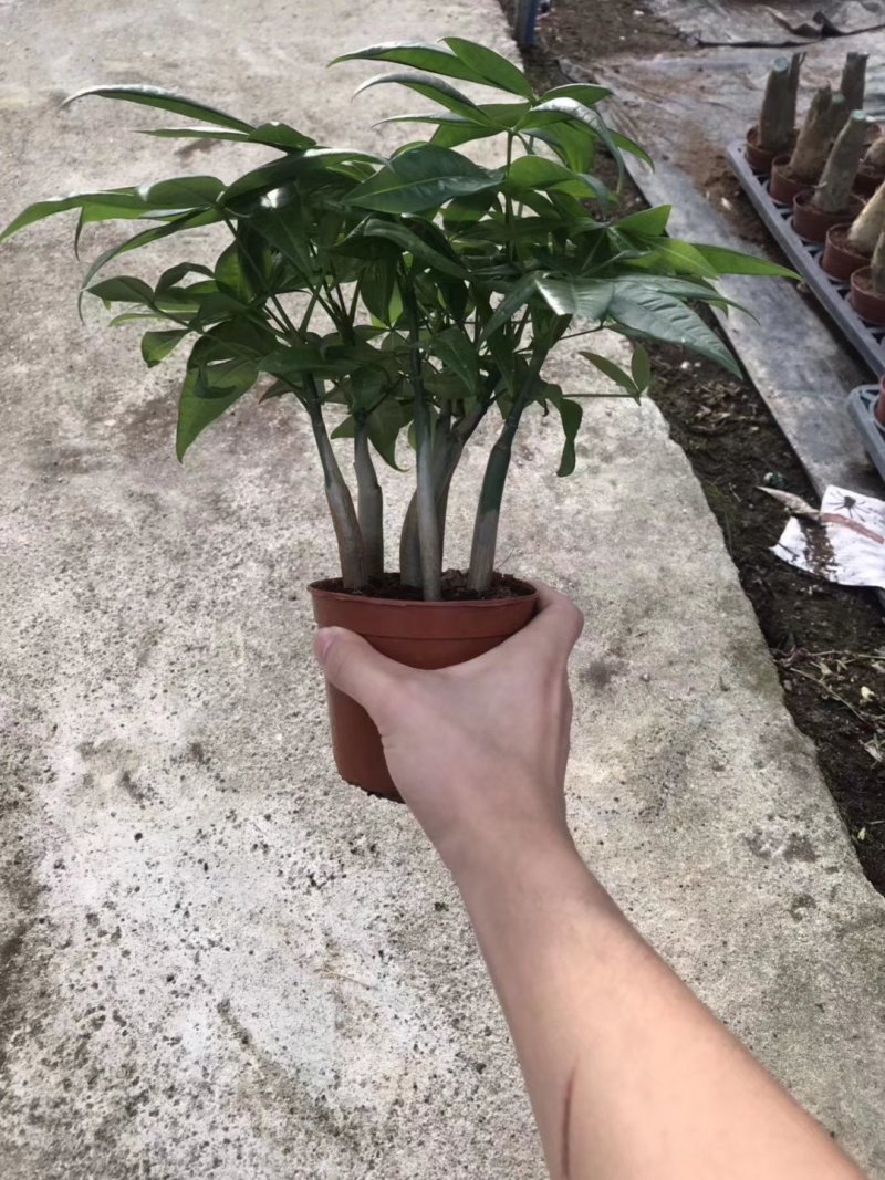 110六福发财树8元，一箱24盆
