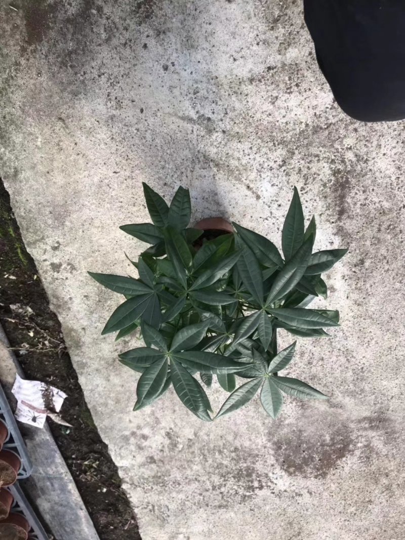 110六福发财树8元，一箱24盆
