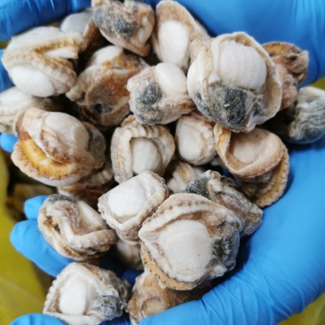 原汁原味海湾裙边贝好