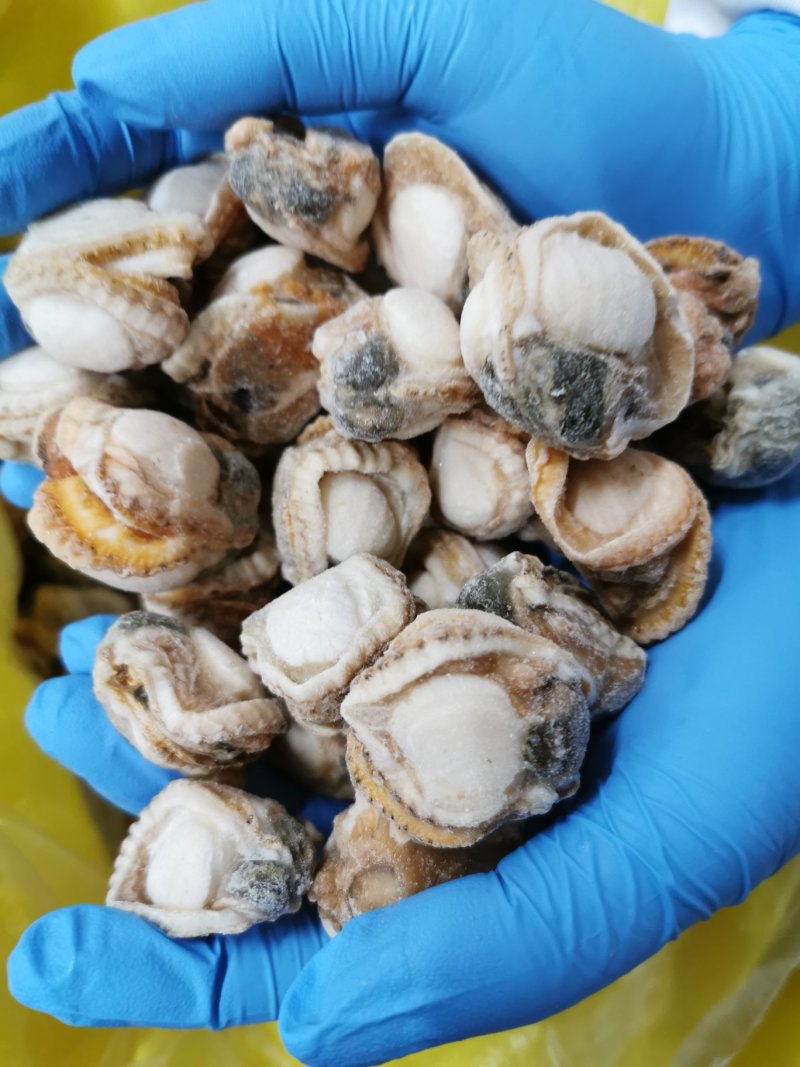 原汁原味海湾裙边贝好