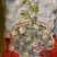 原汁原味海湾裙边贝好