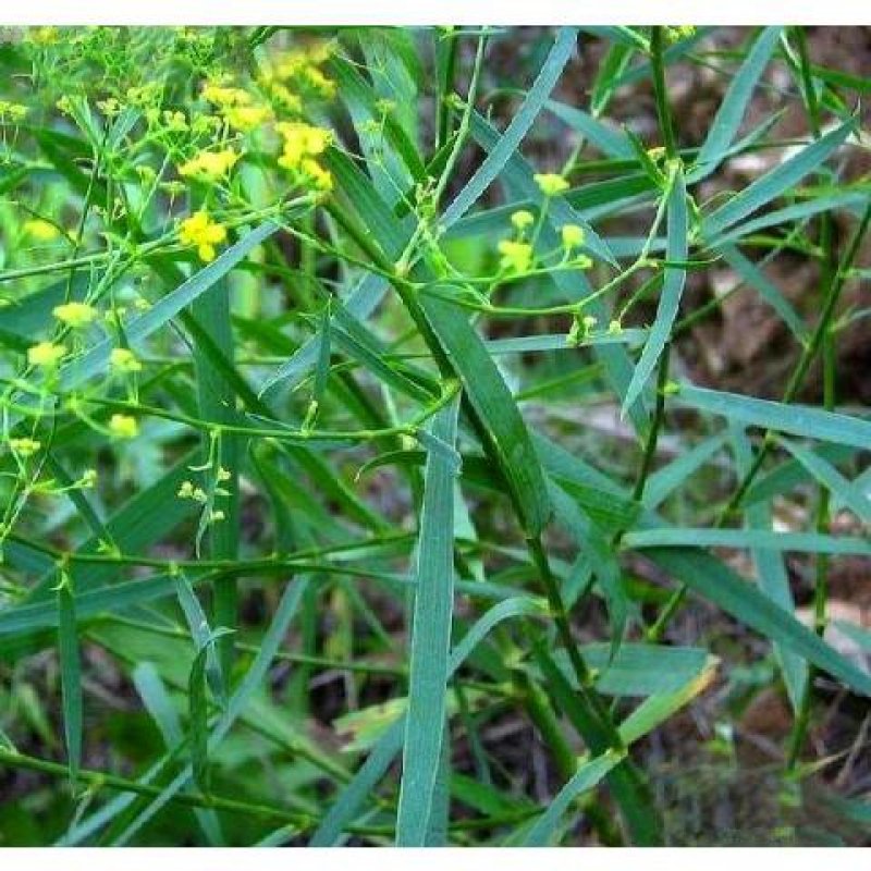 新31号柴胡种子，发芽率百分之九十！