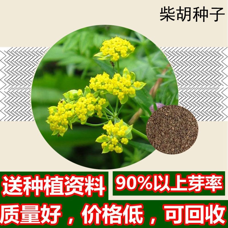 新31号柴胡种子，发芽率百分之九十！
