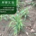 新31号柴胡种子，发芽率百分之九十！