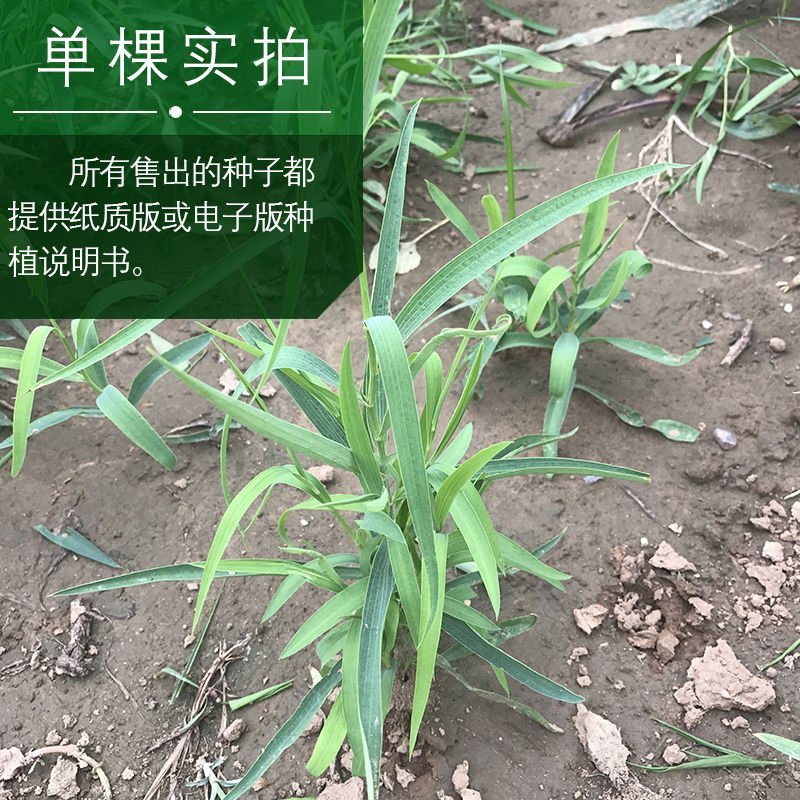 新31号柴胡种子，发芽率百分之九十！