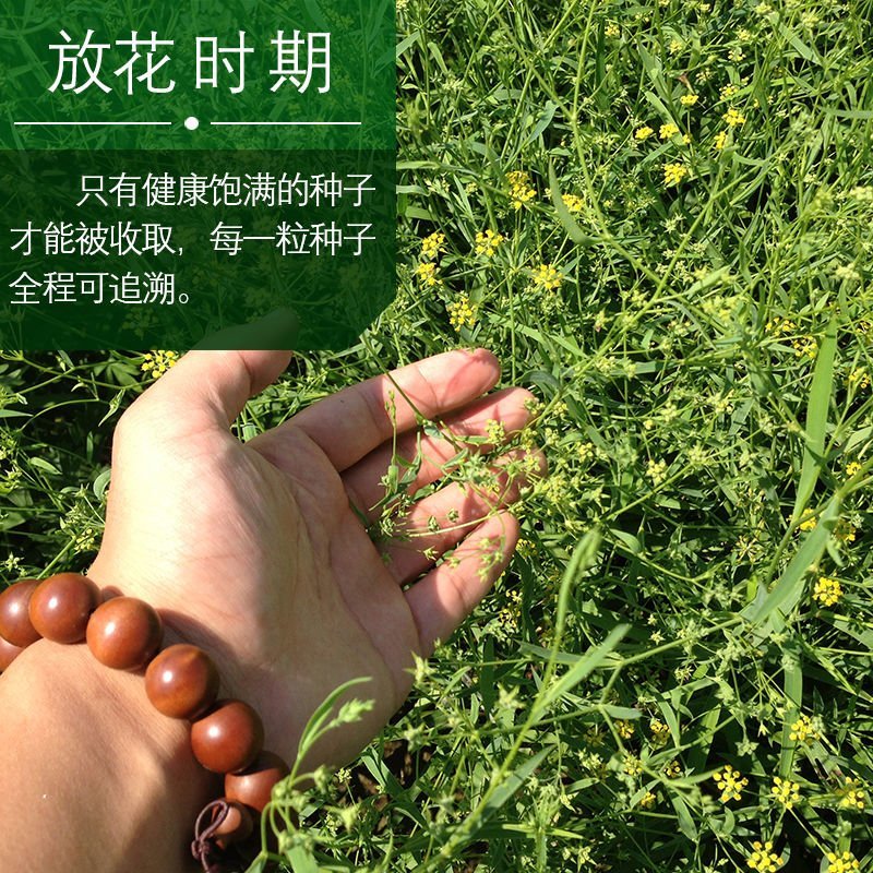 新31号柴胡种子，发芽率百分之九十！