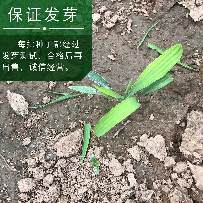 新31号柴胡种子，发芽率百分之九十！