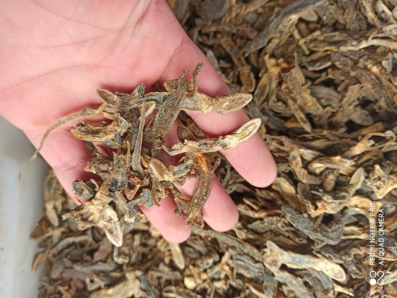 壁虎正品保证可打粉各种规格各种中药批发
