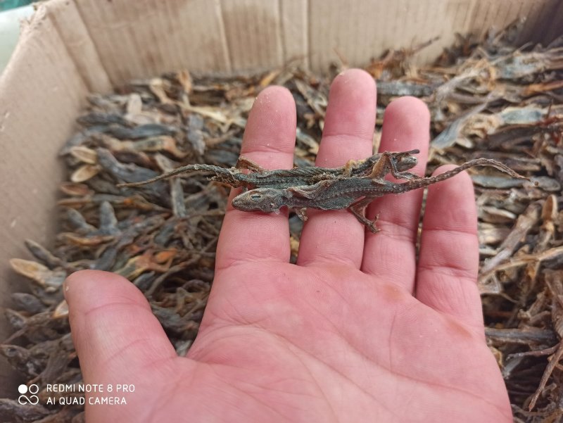 壁虎正品保证可打粉各种规格各种中药批发