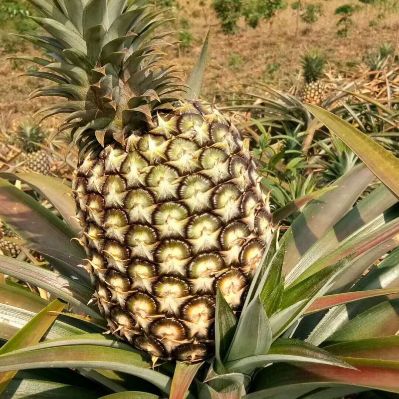 无眼菠萝金钻凤梨现摘现发