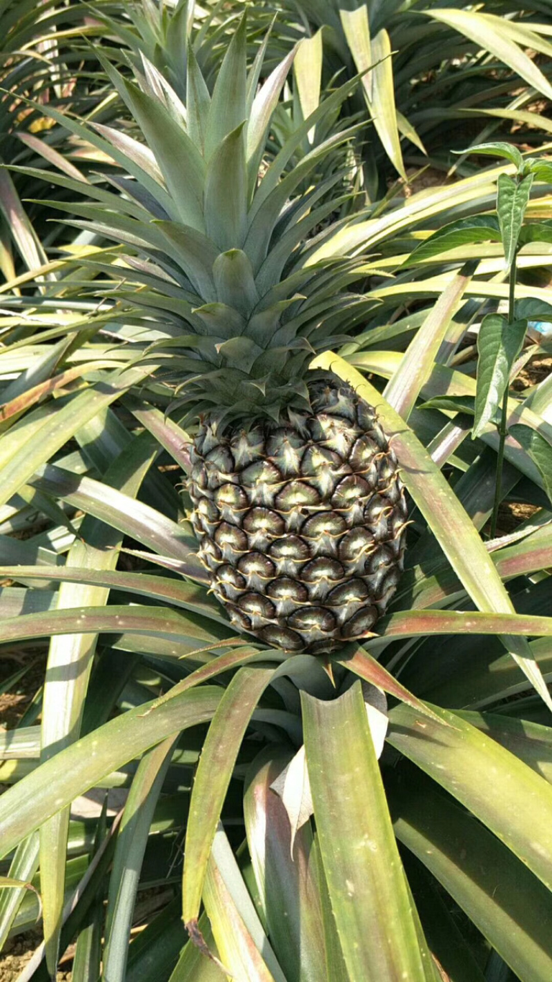无眼菠萝金钻凤梨现摘现发